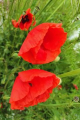 Landscape vertical photo image bright red poppy in the foreground in a meadow on a blurred green background wallpaper bright background photography poster banner hd ultra high resolution quality
