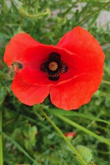 Landscape vertical photo image bright red poppy in the foreground in a meadow on a blurred green background wallpaper bright background photography poster banner hd ultra high resolution quality
