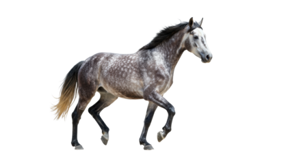 Majestic dapple grey horse with dark flowing mane and tail, powerful muscular body in dynamic mid-stride, isolated on a clean white background with copy space, showcasing freedom and elegance.