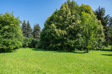 A lawn with green grass among trees in a park, illuminated by the sun on a summer day.