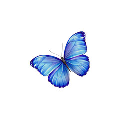 Blue butterfly with black wings isolated on white background in closeup view