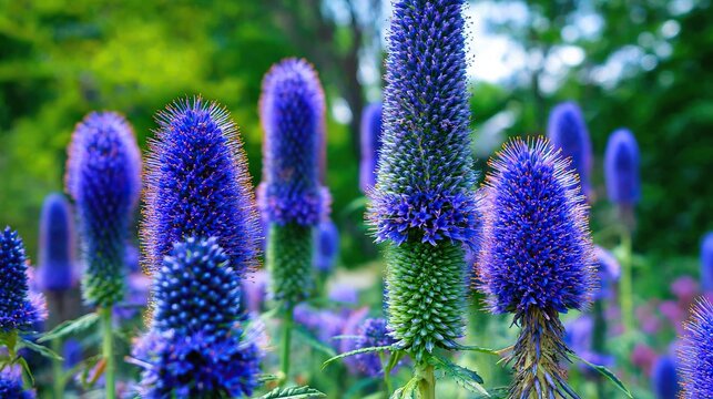 Tall blue Echinacea plants in full bloom with long spiky stalks, dense clusters of vibrant purple and green flowers, blurred background emphasizing these striking blooms in a natural setting.