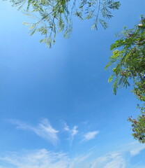 Summer sky with scattered white clouds. View from below shows the branches of a large tree and a clear sky. Cloudy blue sky with trees.  fresh green leaves. blue sky with clouds, Blue background
