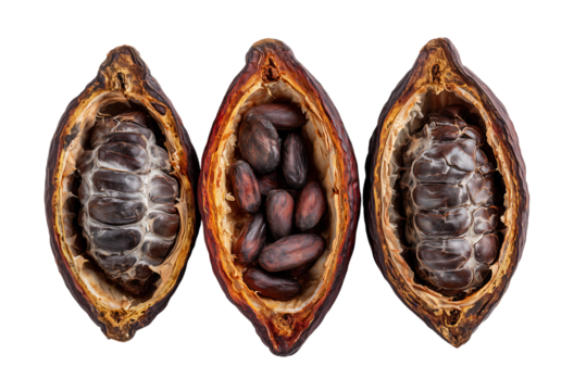 Cocoa beans and cocoa fruit on the cocoa concept isolated on a transparent background