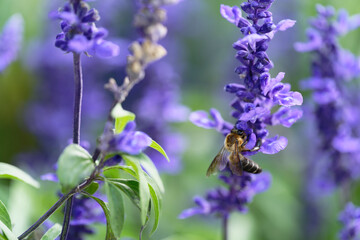 Honey bee on lavender flowers in the garden