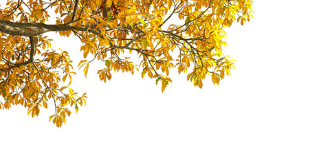 autumn leaves isolated on white