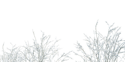 Close up shrub or plants in snow isolated on white	
