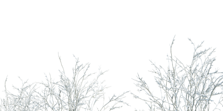 Close up shrub or plants in snow isolated on white	
