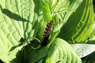 A caterpillar of the grass tent moth lies on its side in partial shade on a hosta leaf with raindrops on a sunny summer day - horizontal photo, close-up