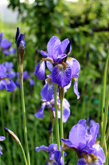 Blue iris flowers with buds in the garden on a sunny summer day - vertical photo, close-up
