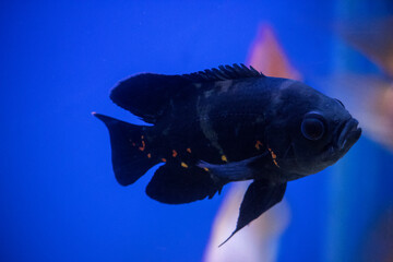 Aquatic Elegance: Graceful Fish Underwater