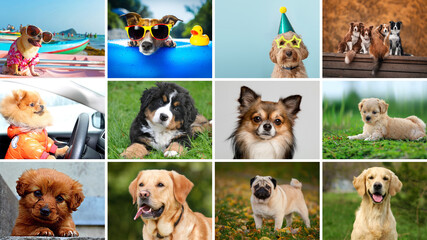 Playful Canine Collection: A delightful compilation of diverse dogs of various breeds, each captured in distinct settings and poses. Showcasing the variety and character of man's best friend.
