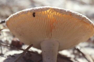 Chlorophyllum molybdites