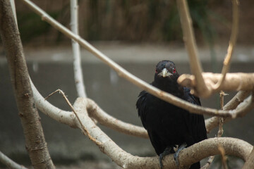 Avian Majesty: Close-Up of a Bird in Detail