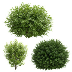 Obraz premium Three distinct ornamental bushes: delicate vibrant green, broad verdant palmate, and dense deep green spiky foliage, isolated as cutouts on a transparent studio background. Concept of botanical