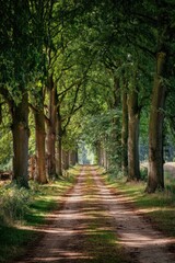 Fototapeta premium Sunlight path through trees