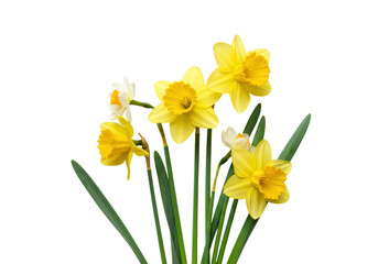 Freshly bloomed bright yellow daffodils and delicate narcissus flowers with vibrant green stems on a seamless transparent background, high-angle view, bright diffused studio lighting, no shadows,