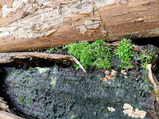 plant on wood wall