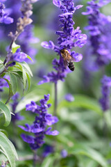 bee on lavender