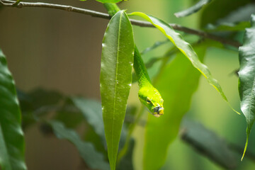 Gaze of the Predator: A Snake in Focus