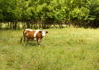 A cow standing in a field