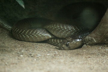 Gaze of the Predator: A Snake in Focus