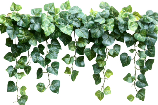 Twisted jungle vines liana plant with heart-shaped green leaves nature frame layout isolated on white background, clipping path included - Powered by Adobe