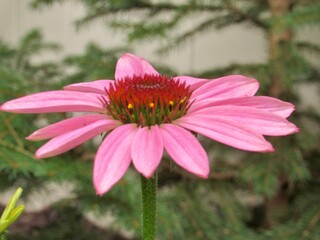 Pink coneflower in the garden 