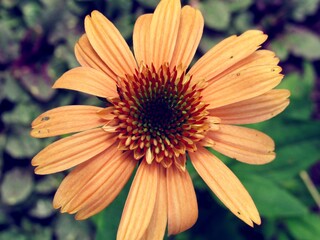 Orange Coneflower up close 