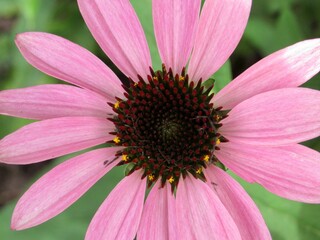 close up of pink daisy flower