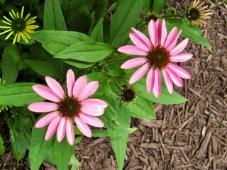 pink flowers in the garden