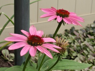 pink flower in a garden