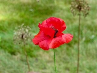 red poppy flower