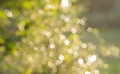 Naklejka premium bokeh nice foliage nature green tree, Natural green blurred bokeh leaf background with morning light.