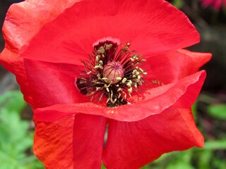 red poppy flower