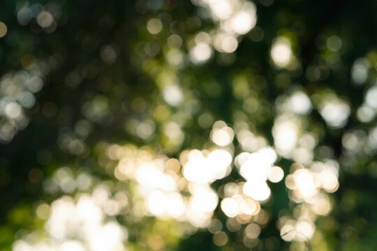 bokeh nice foliage nature green tree, Natural green blurred bokeh leaf background with morning light.