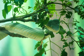 Gaze of the Predator: A Snake in Focus