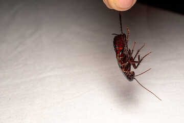 Dead cockroach on white background – pest control and hygiene concept