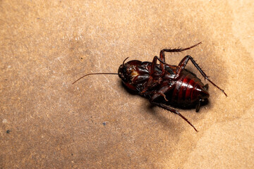 Dead cockroach on white background – pest control and hygiene concept