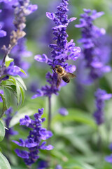 bee on lavender