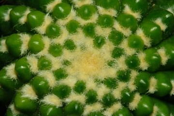 Close up, top view of Parodia notocactus tabularis inermis. Isolated on black background