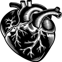 Realistic Human Heart Illustration – Detailed Anatomical Organ Design for Medical and Educational Use