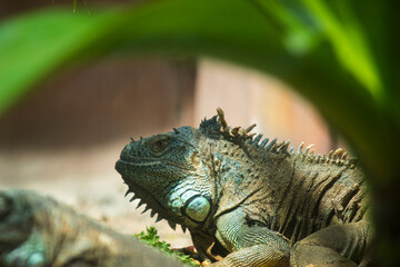 The Agile Wanderer: Lizard Among Leaves