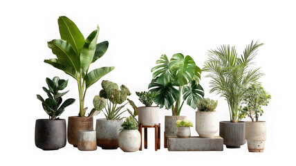 Obraz premium Collection of potted plants isolated on transparent background