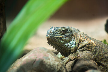 The Agile Wanderer: Lizard Among Leaves