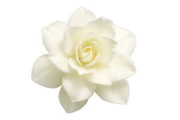 Pristine white gardenia blossom revealing soft, layered petals with intricate details against clean, transparent setting