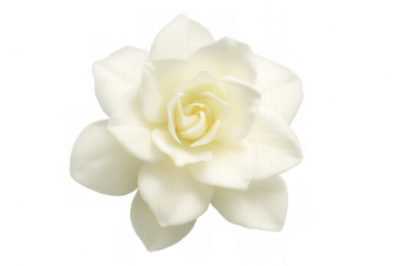 Pristine white gardenia blossom revealing soft, layered petals with intricate details against clean, transparent setting