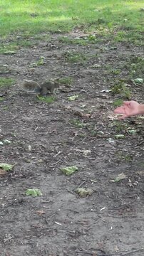 A friendly squirrel ventures through the woodland, embodying curiosity and liveliness, showcasing the beauty of wildlife interaction in a natural setting rich with greenery, Canada, tc01