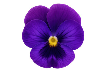 Obraz premium Studio shot of a single, vibrant purple pansy flower with a yellow center, isolated on a transparent background