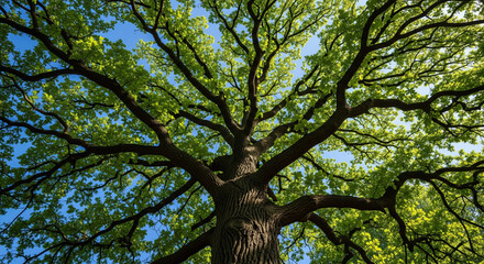 Obraz premium Majestic tree with lush green leaves and blue sky, bottom view of tall tree with textured dark brown bark, branches covered with abundant green leaves, spreading to the sides, forming a wide crown